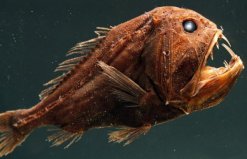 深海处十大可怕的生物盘点：尖牙鱼居首，你见过几种？