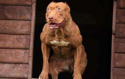 世界上最厉害的狗：比特犬好勇斗狠，战斗力强悍
