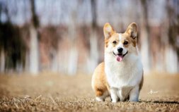世界十大最萌的狗：哈士奇垫底，柯基犬夺冠