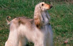 世界上最漂亮的狗top5，阿富汗猎犬位居第一