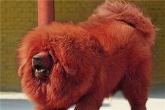 世界十大凶犬排行榜：高加索犬第二，藏獒第一