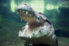 世界10大咬合力最强的动物，湾鳄排第一位